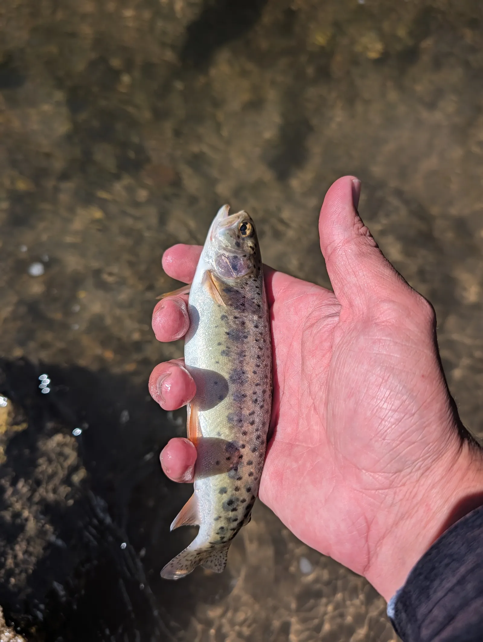 Blue Spring Creek