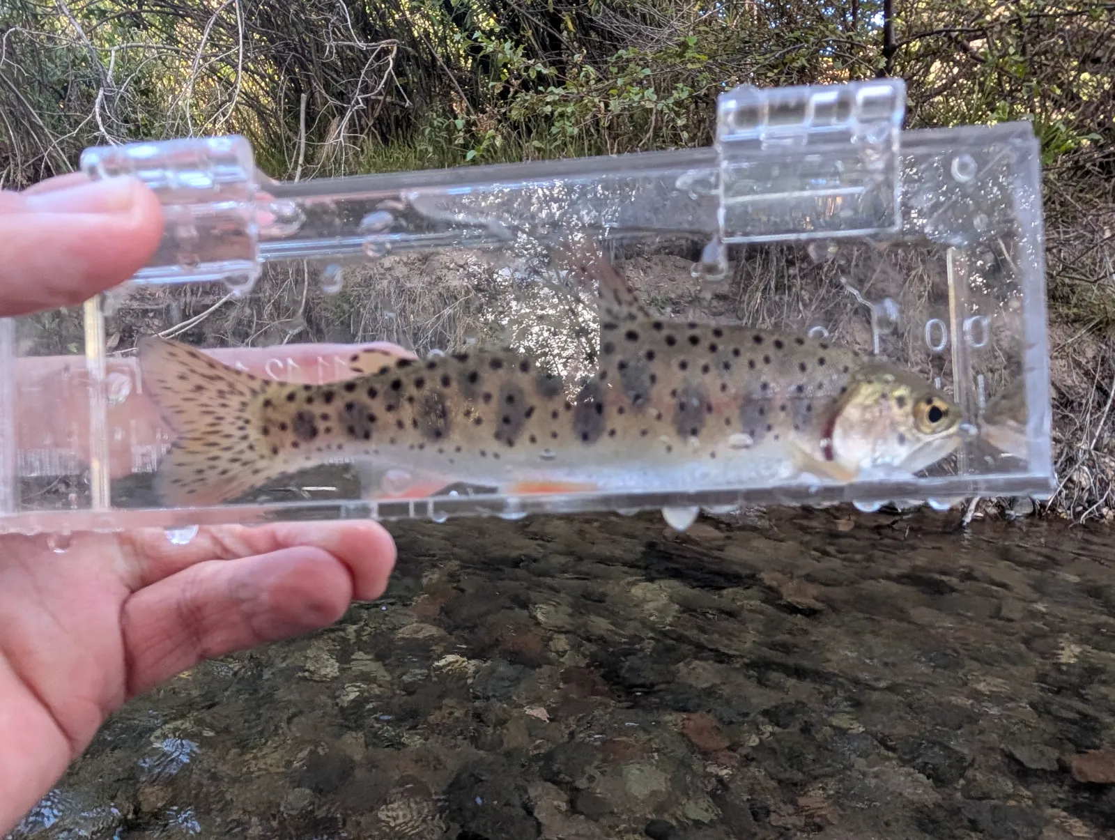Attached field photo 1 for Clear Creek Fishing outside the state park