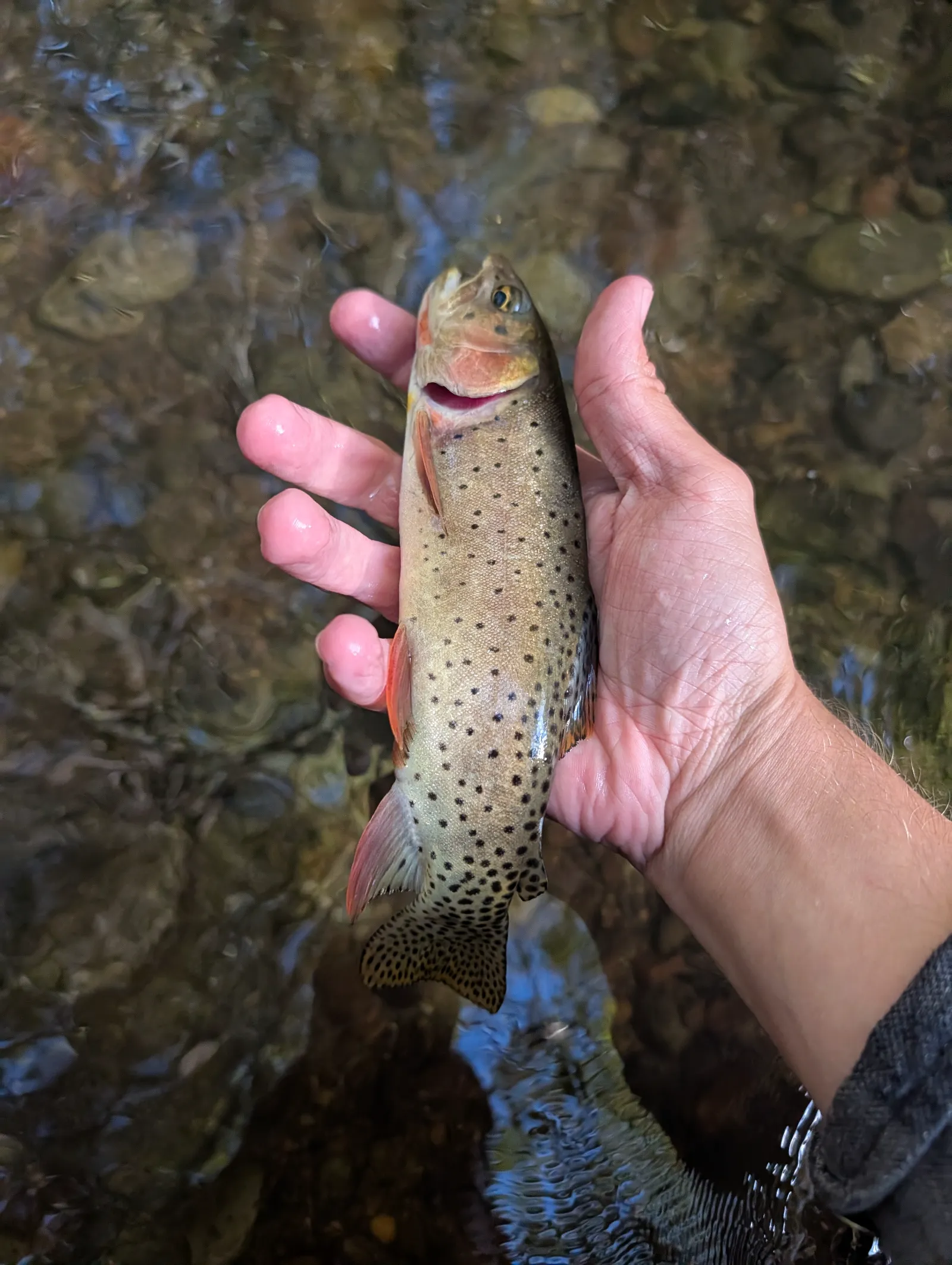 Attached field photo 2 for Clear Creek Fishing outside the state park