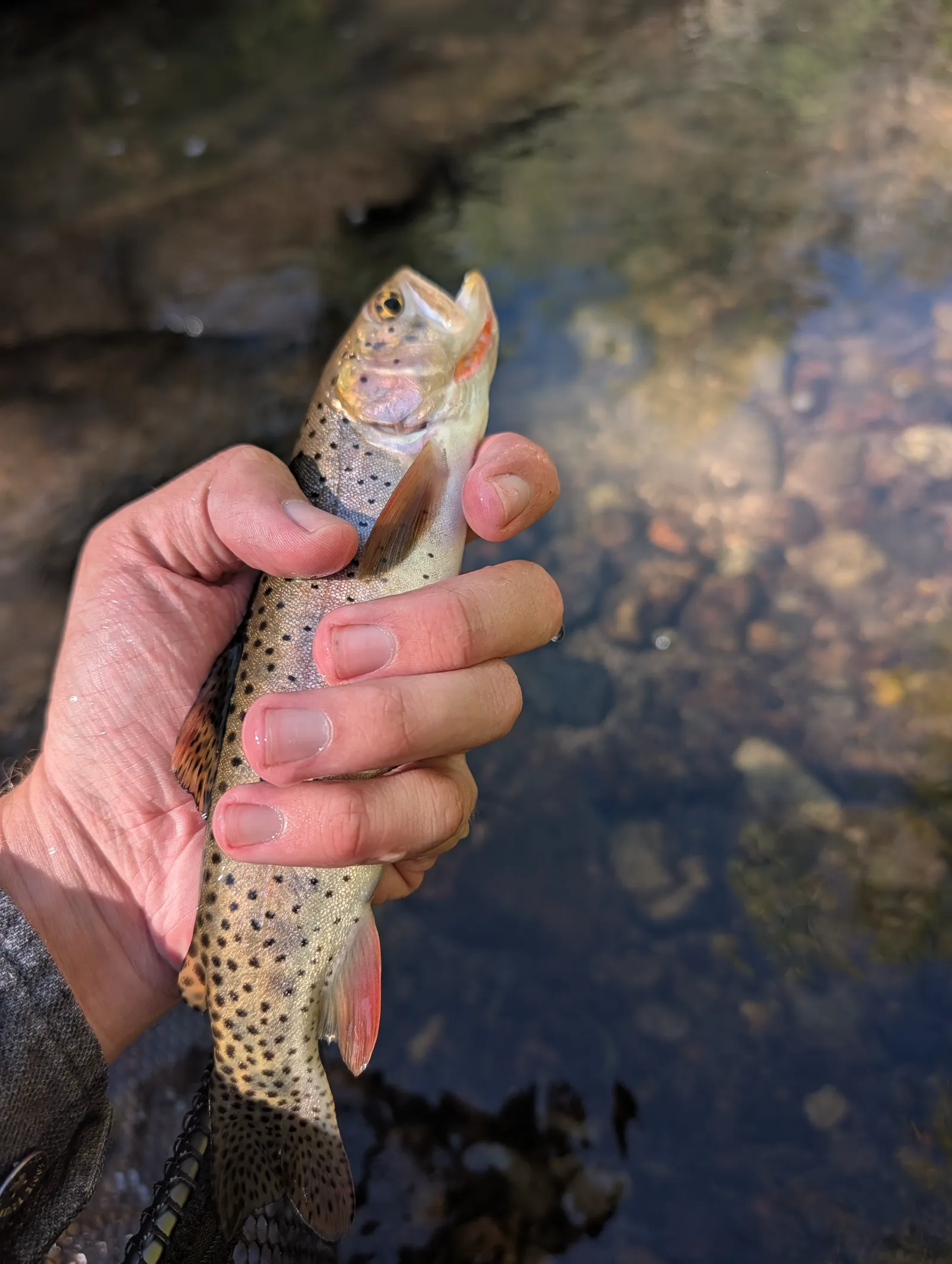 Attached field photo 3 for Clear Creek Fishing outside the state park